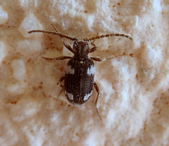 Ptinus sexpunctatus? (Anobiidae Ptininae)